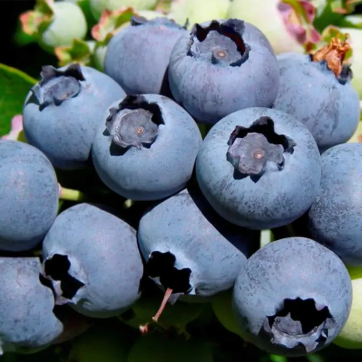 Blueberries – Chile