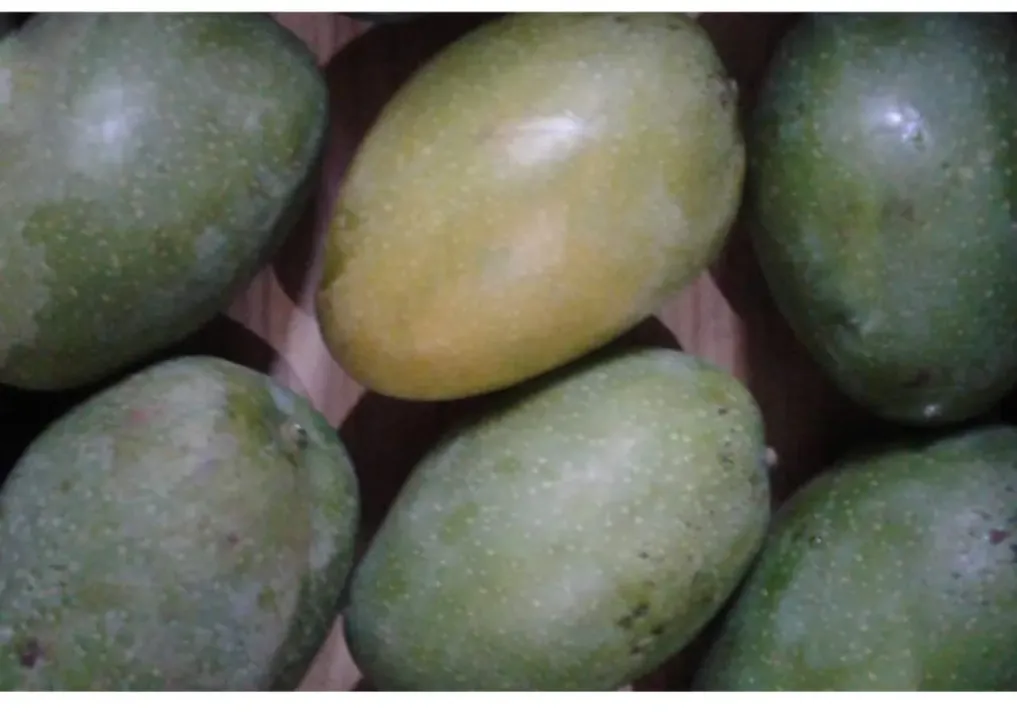 1 KG Mango – Hamam – India