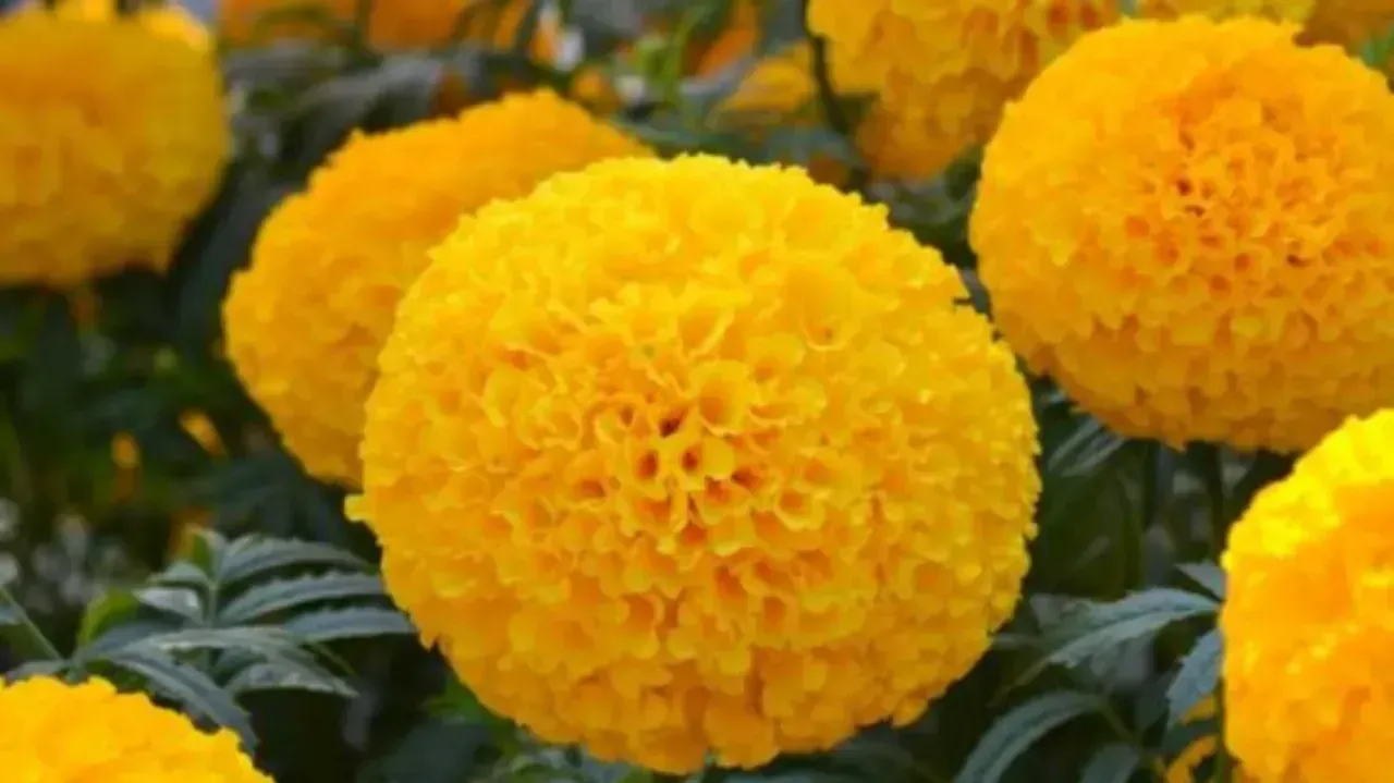 French Marigold Yellow