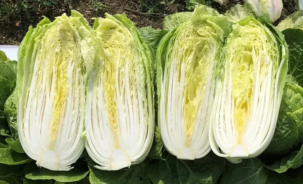 Chinese Cabbage Seeds