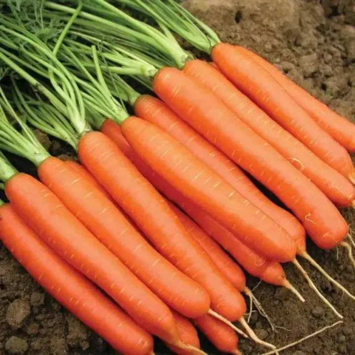 Carrot Early Nantes Seeds