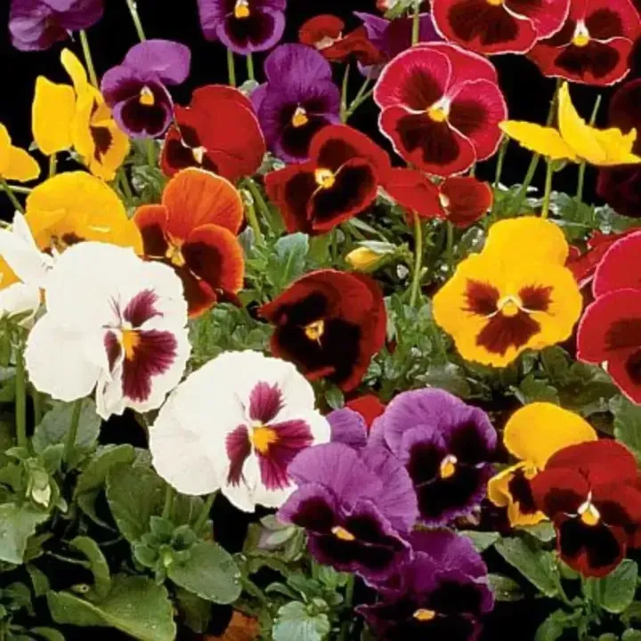 Pansy Double Mix