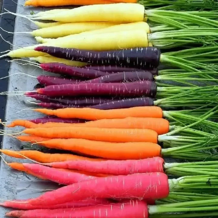 Carrot Rainbow Blend Seeds