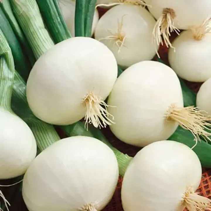White Globe Onion Seeds