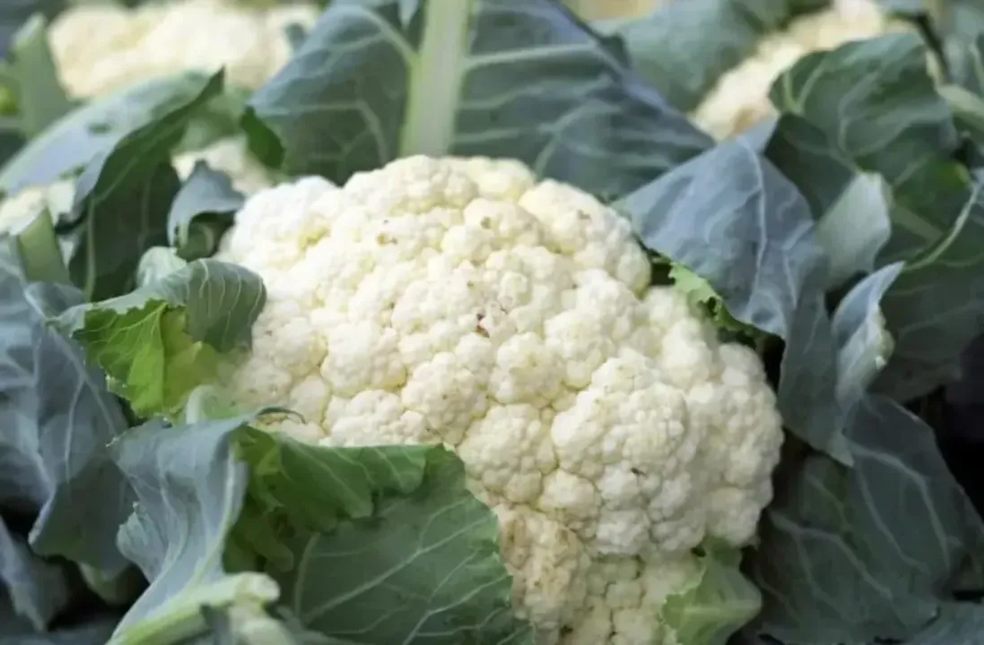 Cauliflower Seasonable