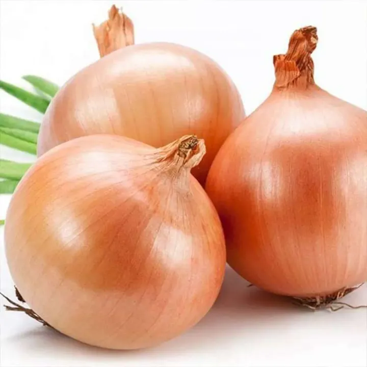 Onion Gavran Seeds
