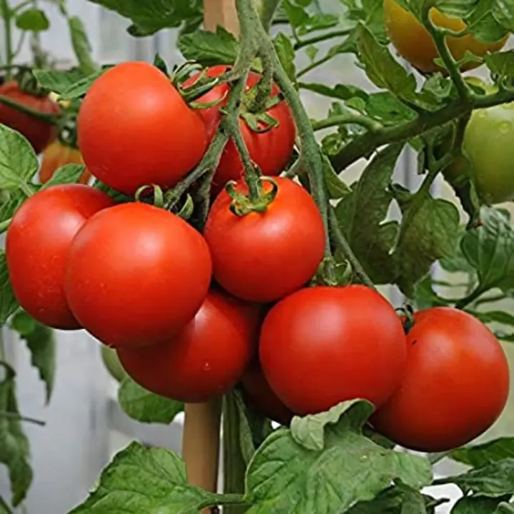 Tomato Desi Seeds