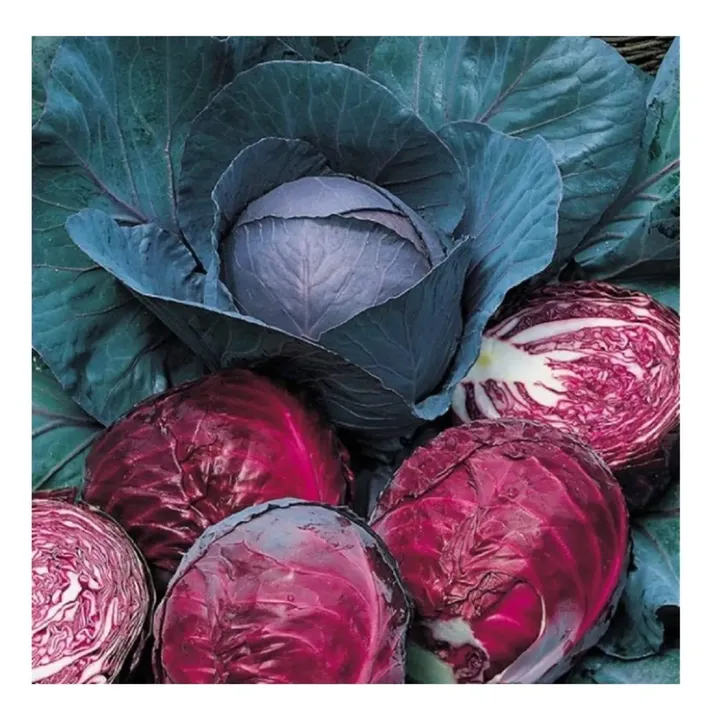 Cabbage Red Seeds