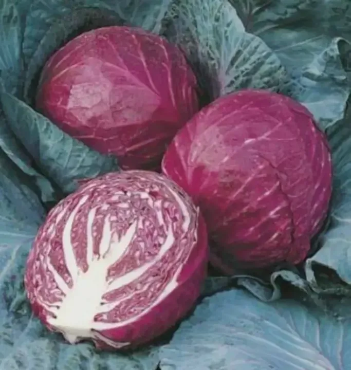 Cabbage Red Seeds