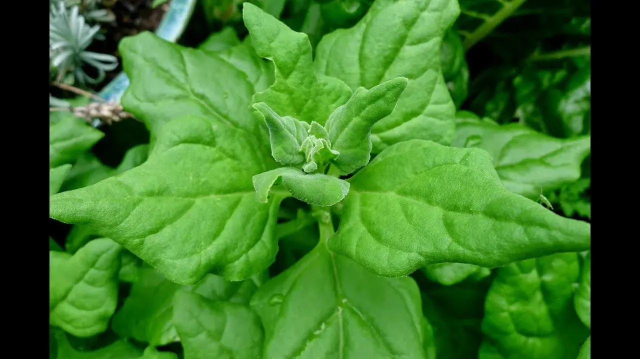 Spinach New Zealand Seeds