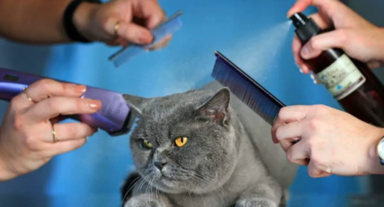 Cat Grooming
