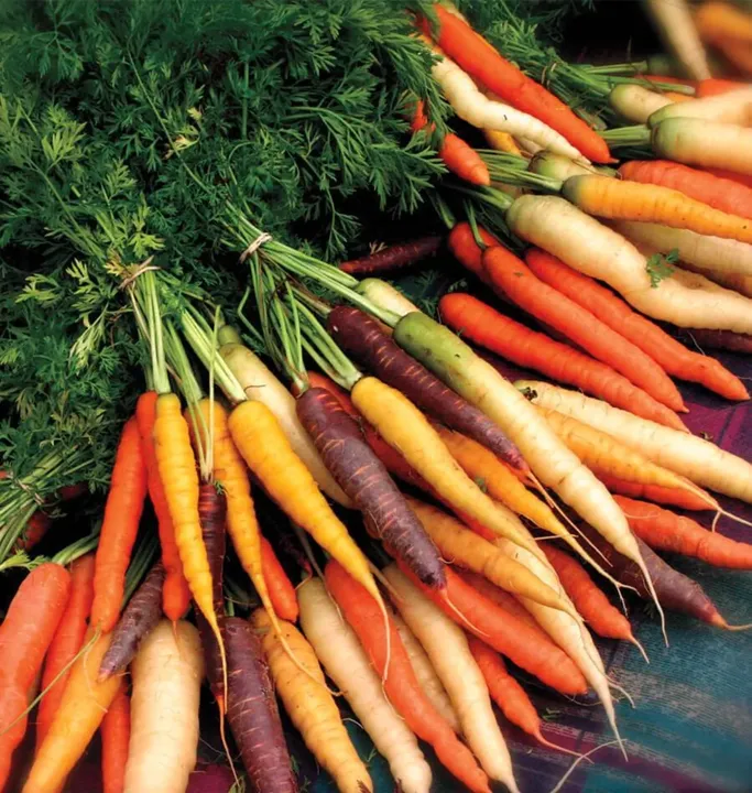 Carrot Rainbow Blend Seeds