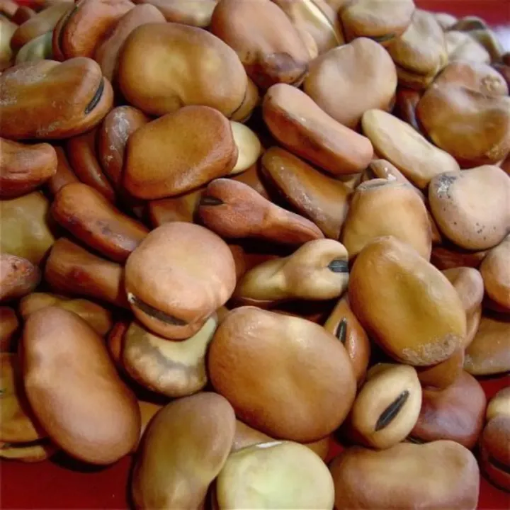Bakla Fali Seeds