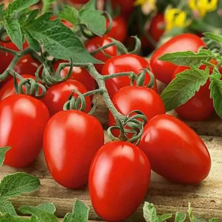Tomato Hybrid Seeds
