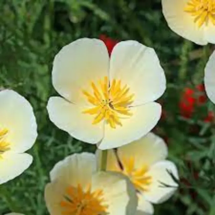 Poppy White Seeds
