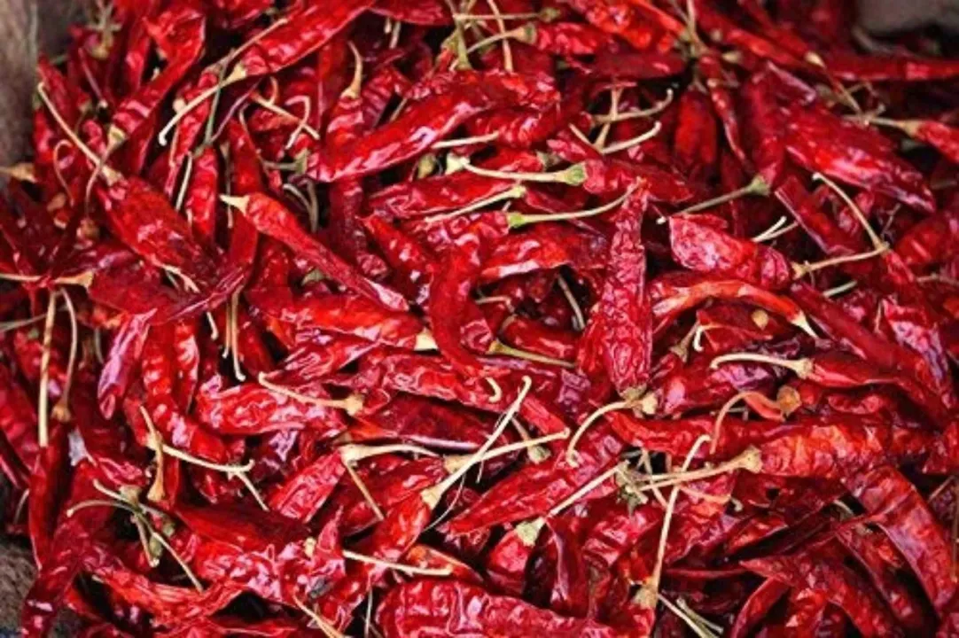 Red Chilly (W)