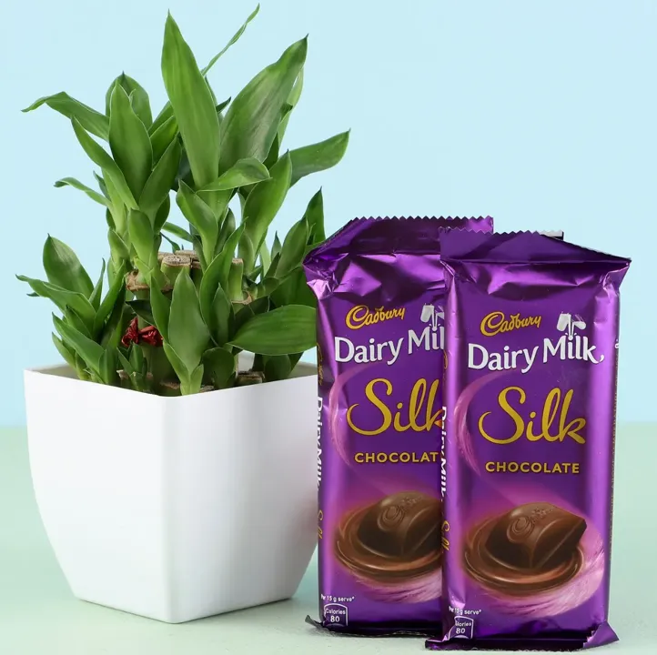 Bamboo Plant & Dairy Milk Silk Chocolates