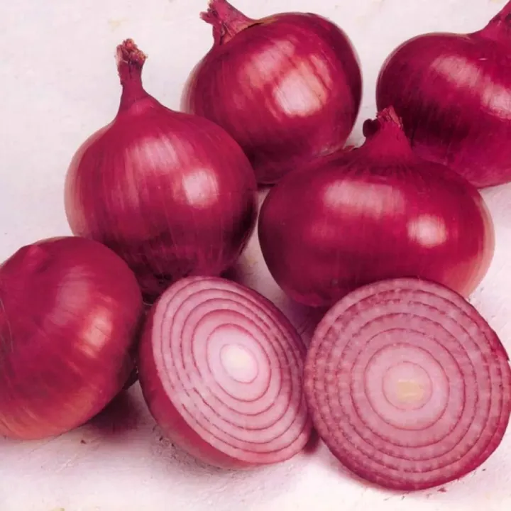 Onion Dark Red