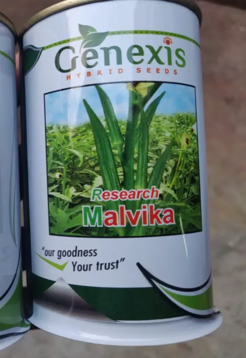 Malvika Bhindi Seeds
