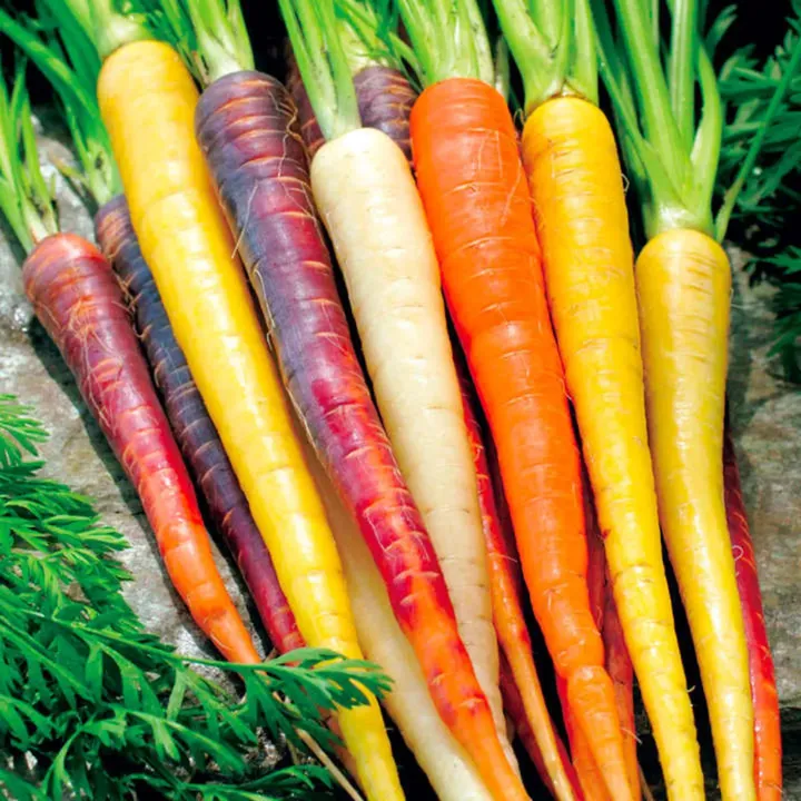 Rainbloe Blend Carrot Seeds