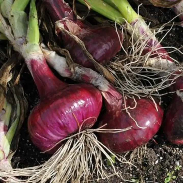 Onion Dark Red Seeds