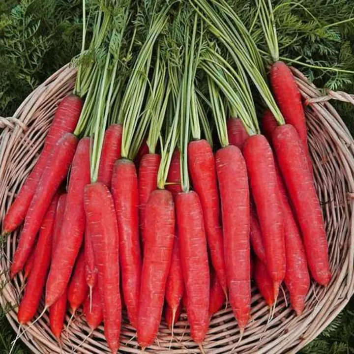 Desi Red Carrot Seed