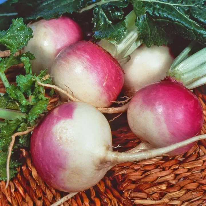 Turnip Purple Top Seeds
