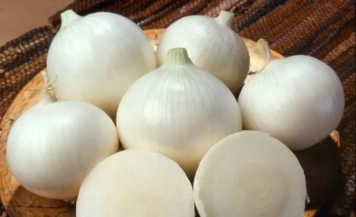 White Globe Onion