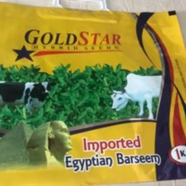 Imported Egyptian Barseem