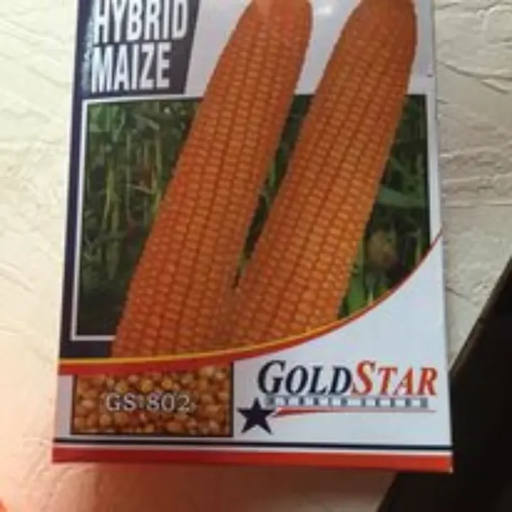 Hybrid Maize