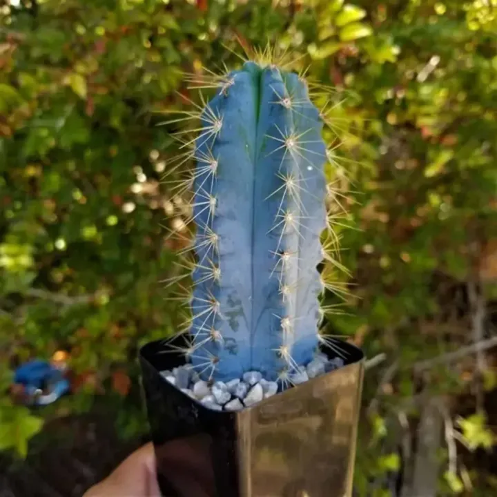 Blue Columnar Cactus