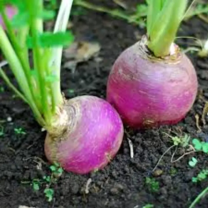 Turnip Purple Top