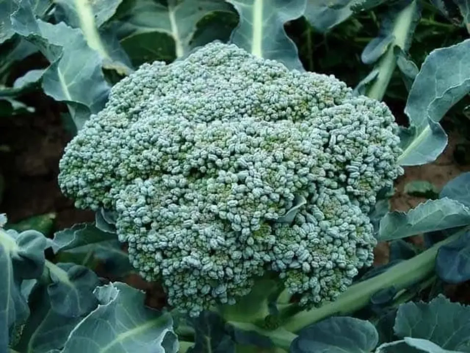 Broccoli Lucky Green Seeds