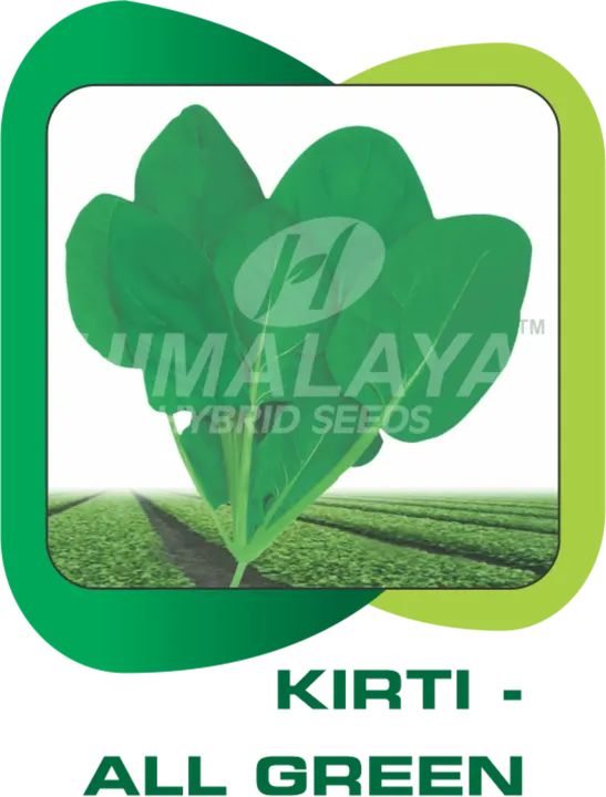 KIRTI - ALL GREEN