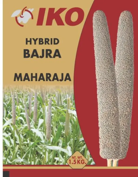 Hybrid Bajra Maharaja