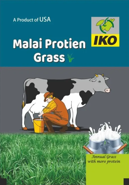 Malai Protein Grass