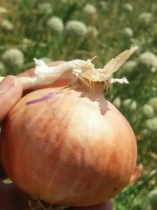 Onion White Gavran