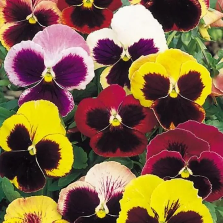 Pansy Double Mix