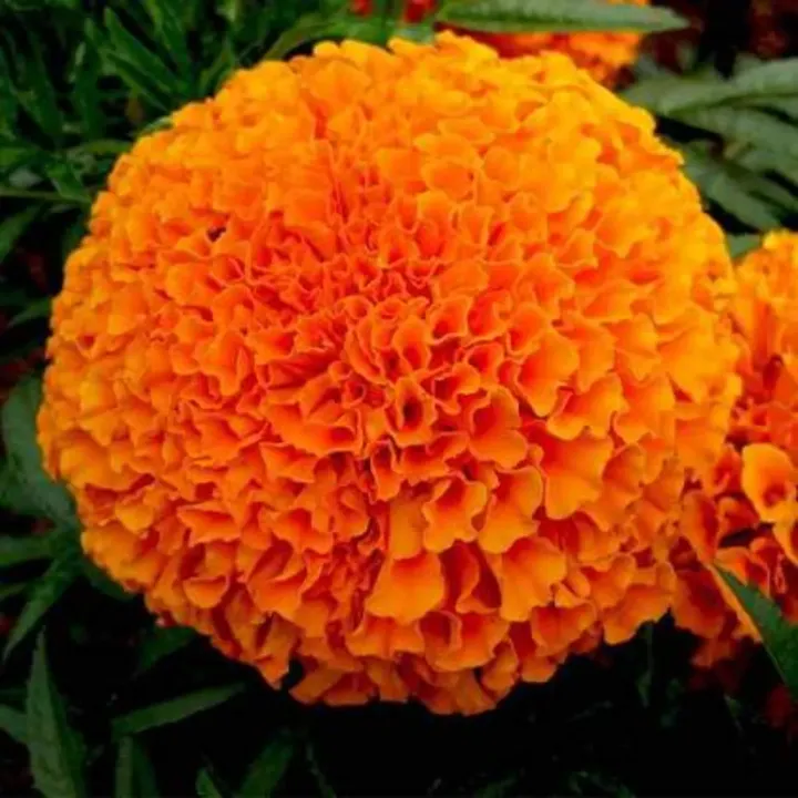 Marigold Orange Double