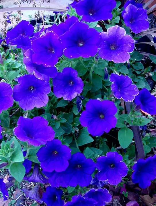 Petunia Blue