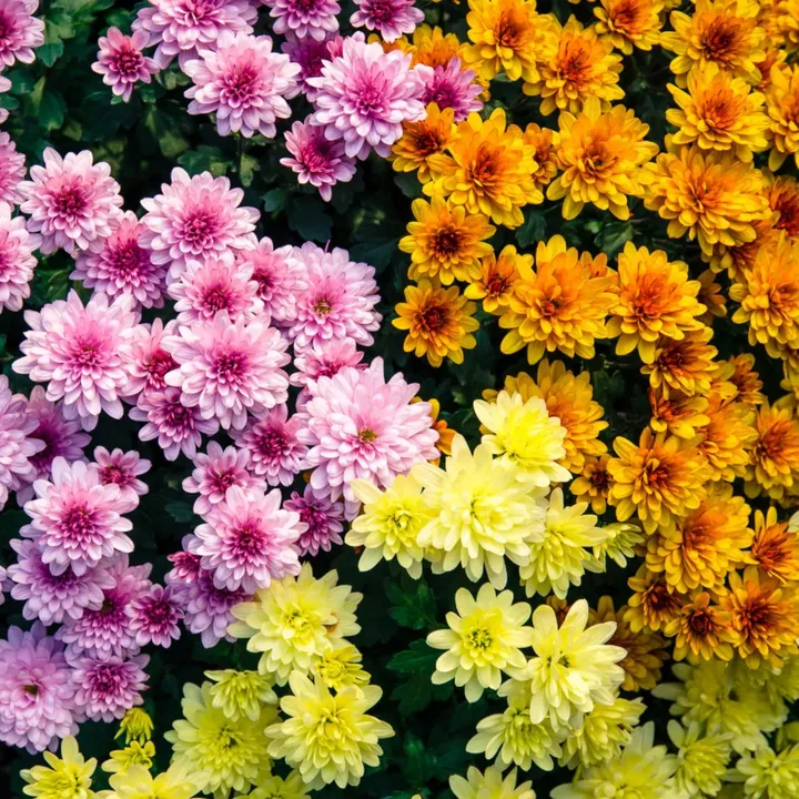Chrysanthemum Mixed