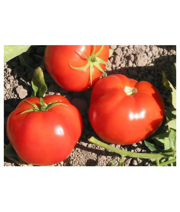 Tomato Desi