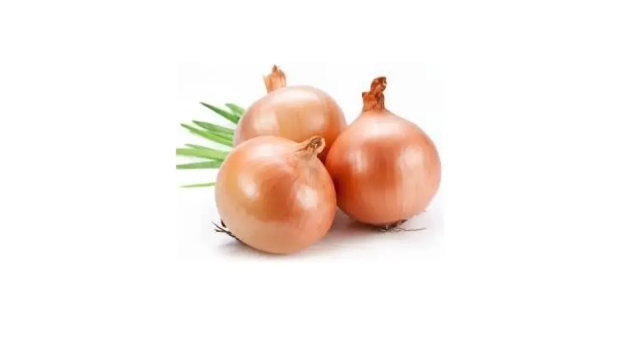Onion White Gavran