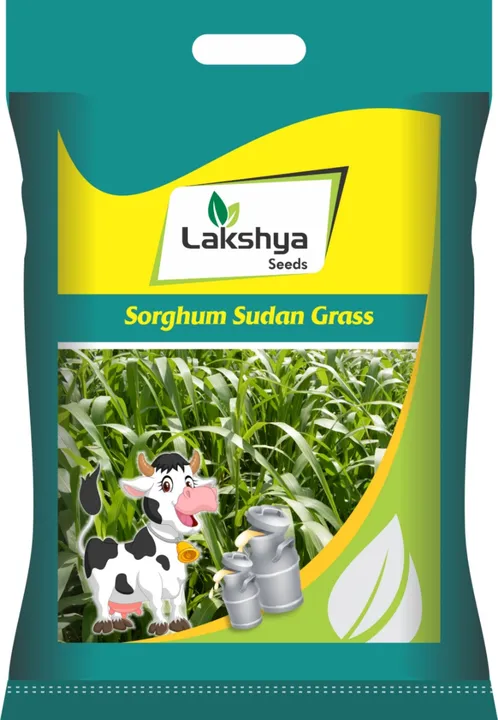 White Sorghum Sudan Grass (Multicut)