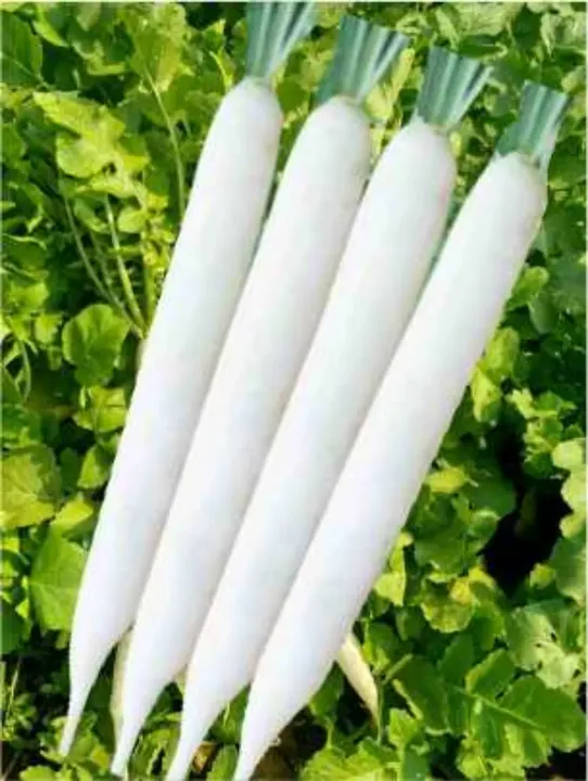 Radish White Long