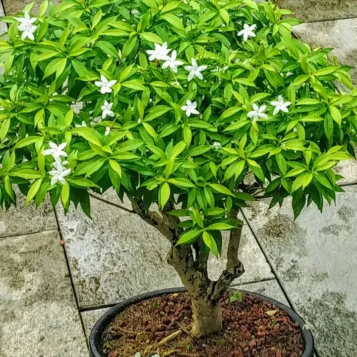 Crape Jasmine Plant
