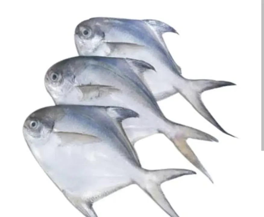 Pamphlet Fish
