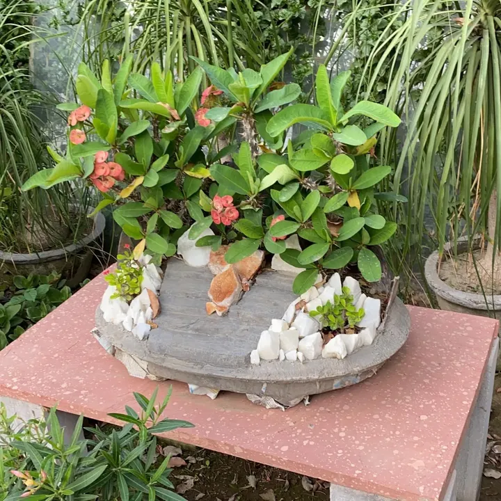 Magnolia Virginiana