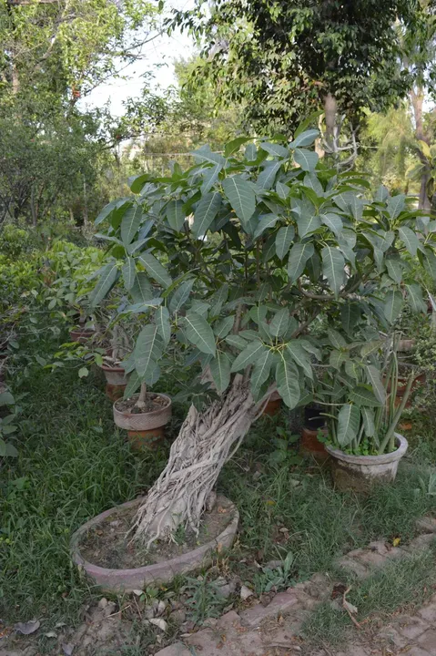 Banyan Bonsai Tree