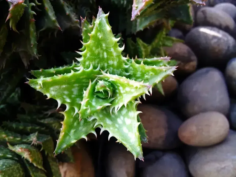 Star Cactus